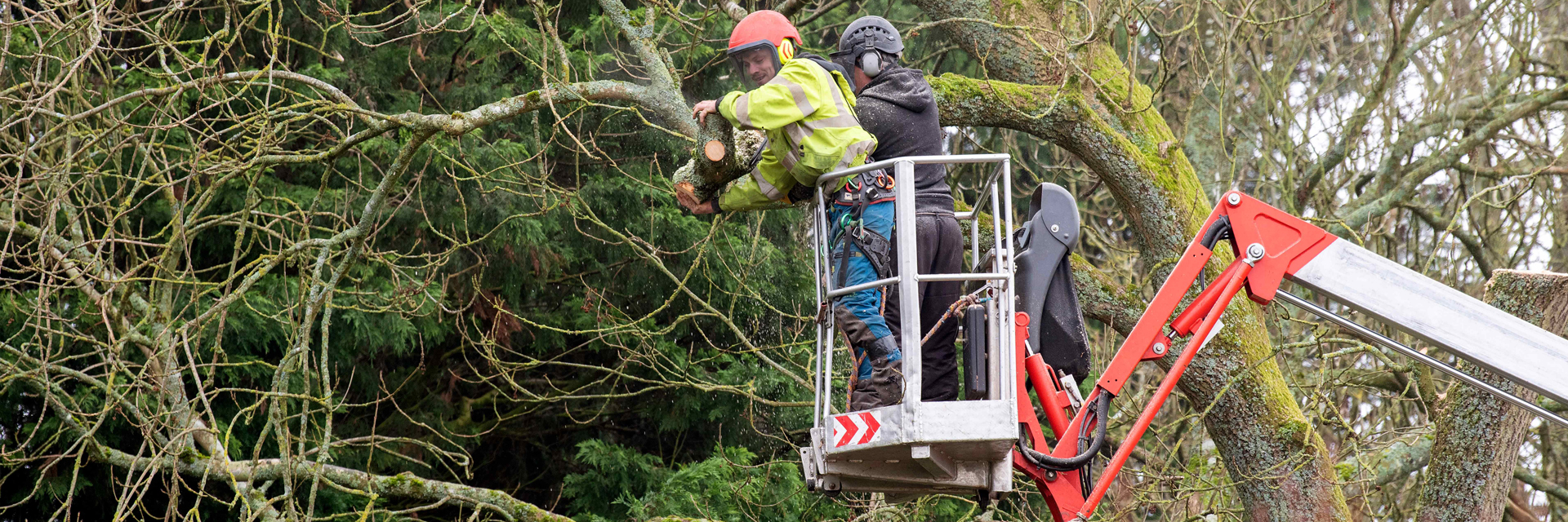 Tree Felling